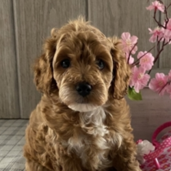 Amy/Cockapoo/Female/6 Weeks,Talk about gorgeous! This cutie has everything you could ask for: looks, personality and attitude! She loves to walk around strutting her stuff! She’s pre-spoiled and is treated like the little princess she is. When arriving to her new home, Amy will arrive up to date on vaccinations, vet checked, and pre-spoiled. Imagine waking up to loving puppy kisses every morning! Hurry, this cutie has her bags packed and is ready to venture off to her new home!