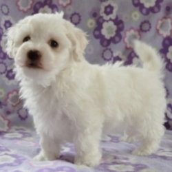 Lori/Bichon Frise/Female/6 Weeks,Lori is a classic beauty! Her soft, luscious coat will be the envy of all who see her! She has a wonderful temperament and shows it with her calm and peaceful nature. She loves to play, but is happiest just being with you. Lori will arrive to her new home happy, healthy, and ready to play. She will be up to date on her vaccinations and given a clean bill of health by her vet. She can't wait to be by your side as your lifelong companion. If you want to class up your life, pick Lori!