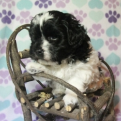 Oreo/Havanese/Male/5 Weeks,If you like to snuggle as much as Oreo does, then this puppy is the one for you. The cuddle bug loves movie nights, afternoon naps, and snuggle sessions. He loves anything relaxing really, just a s long as he gets to do it with you. To change things up a bit, he'd like to go on a nice walk around the block on a sunny day, but he'll be looking forward to getting back home to cuddle up afterwards. Oreo will be vet checked and up to date on his puppy vaccinations, so he will be happy, and healthy by the time he gets to you. Add this snuggle bug toy our family today. He'll waiting by the phone for your call.