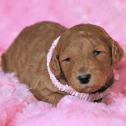 Heidi/Goldendoodle/Female/3 Weeks,Heidi is the queen of the castle and she's looking for a royal family to call her own. During the day, she lays around the house. But don't let this girl trick you, because once you are ready to play, she is always up for to play a game. This adorable puppy will melt everyone's heart. Heidi will have a nose to tail vet check and will arrive up to date on her vaccinations. Heidi is ready to join your kingdom today! Call today!