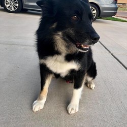 Adopt a dog:Skuggi/Icelandic Sheepdog/Male/Adult,Skuggi is an 8 year old purebred black-tri icelandic sheepdog currently in foster care in Ohio. He has been described as laidback and content to be where his human is.  His foster describes him as a 