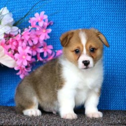 Goldie/Pembroke Welsh Corgi/Male/7 Weeks,Goldie is an adorable Pembroke Welsh Corgi puppy with a sweet disposition. This little cutie can be registered with the ACA and comes with a health guarantee provided by the breeder. Goldie is vet checked and up to date on shots and wormer. To find out how you can welcome home this bouncy pup, please contact Priscilla today!