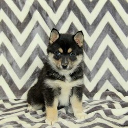 Holmes/Pomsky/Male/7 Weeks,Holmes is a charming Pomsky puppy that loves to have your attention! This cutie is vet checked, up to date on shots and wormer and he also comes with a 30 day health guarantee provided by the breeder! If this handsome fella is the one for you, please contact Veronica today!