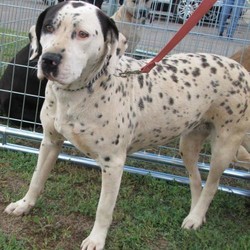 Adopt a dog:Speckles/Mountain Cur/Female/Young,You can fill out an adoption application online on our official website.Speckles is extremely shy at first but as she starts to trust a person, she becomes very playful. She and her siblings were born in the country and have had limited exposure to people. She has a lot of potential. With regular interaction with a new owner and someone that has knowledge of these breeds, Speckles should become an awesome pet. Adoption Fee: $75 5/18/20 7:26 PM