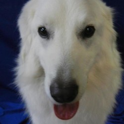 Adopt a dog:CHUNK/Maremma Sheepdog/Male/Young,Hi, my name is CHUNK and I'm a neutered male about 3- 1/2 yrs old  .I'm a terrific looking dog!  I'm confident, animated and very expressive,  However, I'm not going to be able to get along with everyone.  I'm very particular about who I like and who I don't and can be a real jerk from time to time.  Some times I'll let you pet me and other times I'll growl and tell you to leave me alone,  I can be a real 
