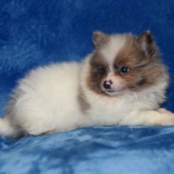 Fancy/Pomeranian/Female/8 Weeks,Are you looking for that lifelong companion that will be a perfect partner? Your search is finally over. Meet Fancy! She’s always ready to play and hopes you are too! She will arrive to her new home up to date on vaccinations, vet checked from head to tail and pre-spoiled. Don't miss out on the perfect puppy for you! Hurry! What are you waiting for?