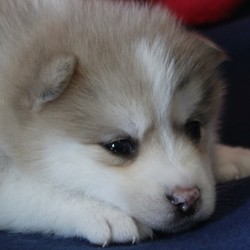 Mordecai/Pomsky/Male/4 Weeks,Mordecai loves a good, long nap, which is great because that's exactly what a growing puppy needs! Content to stick by mom and litter mates, this little guy will snooze everyone under the table, only waking up just in time to get a good drink of mother's milk. He will be up to date on his puppy vaccinations and vet checks just in time to come to his new home. Don’t miss out on the newest addition to your family. He will be sure to steal your heart away.
