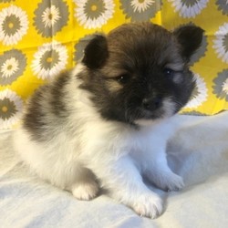 Zacheus/Pomeranian/Male/5 Weeks,Meet Zacheus! This gorgeous boy is ready to make you his new best friend. Zacheus is full of energy and spunk, and can’t wait to come home to you for belly rubs. He’s always ready to play and hopes you are too! He will be up to date on his vaccinations and pre-spoiled before coming to his new home. Make Zacheus part of your family today; you’ll be glad you did!