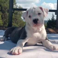 Star/Olde English Bulldogge/Female/12 Weeks,This little treasure is Star! Star can't wait to pack up her bags and head to her new home. She has been waiting patiently for you. She will be vet checked, up to date on vaccinations, and pre-spoiled before arriving to you, so she will be ready for your love. She is ready to shower you in puppy kisses. Pick up the phone and make Star a part of your family today!