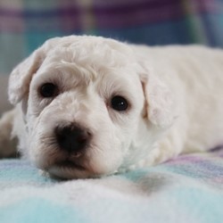 Huey/Bichon Frise/Male/4 Weeks,Meet Huey! He is sure to make your life complete with every puppy kiss and tail wag. He is a wonderful little guy who loves to cuddle, but also knows how to play and have a good time. Huey will come home to you current on vaccinations and with our vet's seal of approval. Don't miss out on this one of a kind puppy, as he will bring your family closer together with his infectious energy and warm heart!