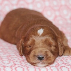 Hope/Goldendoodle/Female/2 Weeks,Hope is such a sweet girl and would love to be your best friend for life. Imagine all the fun you'll have with this cutie. You can take her for nice walks in the park or just cuddle with her on those lazy, rainy afternoons. Hope will have a nose to tail vet check and arrive with a current health certificate. This cutie has so much love to give and she wants to share it with you. Don't miss out!
