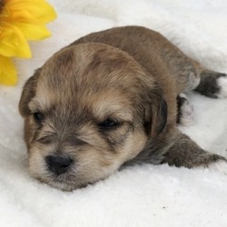 Clinton/Yorkiepoo/Male/5 Weeks,“Hi! My name is Clinton. I am super sweet! I’m also super cuddly and my personality is somewhat bubbly. I’m anxiously waiting for my forever family. Could that, be you? I love to play but I can also take a nap with you whenever you want me to. I will come up to date on my vaccinations and fully vet checked from head to tail. You’ll just want to have me in your arms all day. Oh! I just can’t wait. Make me yours today! My bags are packed and ready to go!”