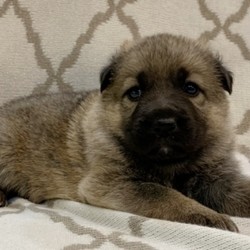 Jazzy/German Shepherd Dog/Female/4 Weeks,“Hello! My name is Jazzy and I would love to come home to you! I'm the sweetest, cutest, softest and cuddliest puppy you could ever bring home. I will be your best friend forever, no questions asked! I know that I will be the perfect fit. I will come home up to date on my vaccinations, so all you will have to do is snuggle me! I'm the best at that. I'm a super happy puppy and I love to play with whomever is up for it. If you want the best in breed, then pick me! I promise to give you a lifetime of puppy kisses and a tail-wagging good time! If you are looking for the perfect pup, I'm the one for you.”
