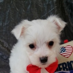 Twitch/Maltese/Male/7 Weeks,“Hi! I’m Twitch. I’m currently searching for a good, loving home. I hope to find a family that loves to play and loves to receive puppy kisses! I’m good at giving out plenty. Whether we're playing or cuddling together, I promise to be your most loving companion. I will arrive to my new home up to date on vaccinations and pre-spoiled. I can’t wait to meet you. I have so much fun planned for us! See you soon!”