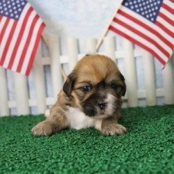 Hooch/Lhasa Apso/Male/3 Weeks,Look no further! You have found your new baby boy. Hooch is exactly what you have been looking for, perfect in every way. He loves playing ball in the yard and is always up for movie time. He is just waiting for that perfect family to make him theirs. Don’t miss out on this handsome baby boy. He will be sure to come home to you up to date on his puppy vaccinations and vet checks. Plus you will get his very own Puppy Book that has his care instructions, health records, parents pictures and health testing, tips for house training and pictures of him! What are you waiting for? Make this cuddle bug yours today.