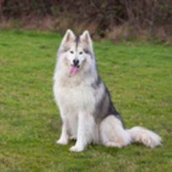 Adopt a dog:RANDY/Alaskan Malamute/Male/Senior,PLEASE SPONSOR ME!It will turn my life upside down!Read about Sponsorship here.* SECURELY FENCED YARD REQUIRED * NO SMALL DOGS * NO CATS *If you are interested in Randy please fill out an online application and we will schedule your home visit ASAP.Randy is a big healthy 10 year old mal looking for his perfect lady! Dont let his age fool you - this guy is strong super smart and will do best in an adult only home. Randy prefers female adults and really enjoys being part of his family. He is house trained and knows his commands in both English and German. His best day includes lots of walking and activity. He has done well with other dogs but needs to be supervised as he is big and can be pushy. Randy loves food and is reactive if someone tries to take away food wrappers etc. so needs an experienced owner to continue the positive progress he made in his recent home.The Golden Paws adoption fee of $200 includes spay-neuter and all vaccines. Randy is being lovingly cared for in Washington while he awaits his new forever home.More pictures of Randy Click here to submit an adoption application for me! Click here to see me and other rescue Malamutes on the WAMAL homepage Inquiries, applications and donations are welcome. Visit our website at http://www.wamal.com/ Alaskan Malamutes are warm and friendly, playful, gentle, intelligent and silly. Their exquisite beauty is the result of centuries of adaptation to the harsh Arctic climate where they lived as close companions to the Mahlemut Eskimos, pulling heavy sledges over terrible terrain in harsh weather. Malamutes shed twice a year and should be brushed regularly. Since they are so large, they should never be left alone with small children unsupervised, though this is true of any dog.Malamutes participate in many sports such as backpacking, weight-pulling, carting, sojourning and competition obedience. Their best-known feature is their extraordinary sweetness of temperament.Record last updated: Mon May 25 20:17:16 2020W02-0120-AM10