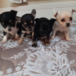 Teacup chihuahua puppy/Chihuahua//,Hi I have a beautiful. Lita of 4 teacup 
 
Chihuahua puppy’s for sale all puppy’s are ready to leve for ther forever-home mum and dad can be seen as they are family pets all puppy’s are good with kids and other animals also very playful the puppy’s are 12weeks old have been wormed fleed and vet checked I have one adorable girl witch is white with long hair very small and playfully then I have a Black and Tan baby boy smooth hair smallest out of all but is most playful and as I wood say I think he is the boss then I have one long hair boy Black very beautiful and a mother boy long hair Black and Tan please if u wood like any more info contact me on -07435903812\n