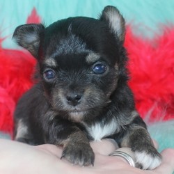 Ziggy/Chihuahua/Male/4 Weeks,Meet Ziggy! Coming home from a long day, he will be eagerly waiting to plant the sweetest puppy kisses on your face, while your frustration melts away! Wouldn't he be cute with a bow tie and polo shirt while your out on the town running errands? He is sure to make you the envy of all dog lovers. While small, don't let Ziggy's size fool you. He will come home to you up to date on his puppy vaccinations and vet checks. Don’t let this baby boy pass you by. He will be that perfect, fun-loving addition that you have been looking for.
