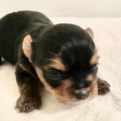 Remi/Yorkshire Terrier/Female/4 Weeks,