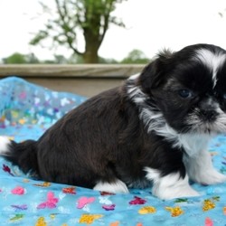 Hank/Shih Tzu/Male/5 Weeks,This is Hank! This handsome guy is going to be the hottest thing on the block; look at that attractive coat! Get ready to be the envy of the neighborhood while out on your daily walks with him. Before coming home to you, Hank will be up to date on his vaccinations and vet checks. Don’t miss out on this great puppy; he can’t wait to come home to his new family!