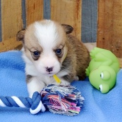 Amber/Pembroke Welsh Corgi/Female/6 Weeks,Stop right there, and look no further! Amber is the one you have been looking for. She will win your heart with her first puppy kiss. Amber is the perfect cuddle buddy. She is always ready to curl up with you and snuggle up right next to you. Amber will be sure to come home to you happy, healthy, and full of kisses just for you. She will be up to date on her vaccinations and pre-spoiled. What more could you ask for? Make this cutie your cuddle buddy, and she will be sure to be that perfect addition that you have searched for.