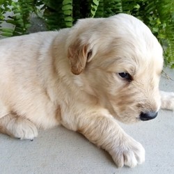 Hamm/Golden Retriever/Male/4 Weeks,Meet Hamm! He gives a lot of hugs, kisses, and snuggles. The long wait is over because he's the one for you. He is just waiting for that perfect family to make him theirs. Hamm will be sure to come home to you up to date on his vaccinations and vet checks. Let’s make some great memories together! What are you waiting for? Make this cuddle bug yours today.