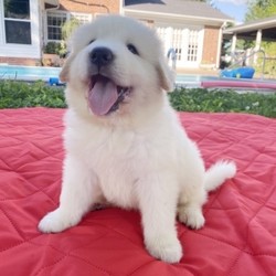 Tater/Great Pyrenees/Male/7 Weeks,Tater is observant, playful and goofy. You don’t want to miss this bundle of joy! His playful puppy tricks are a joy! His antics will keep you laughing and smiling for hours. He wants nothing more than to love you and be loved by you right back. Give him a good ear scratch or belly rub and he'll love you forever! When he arrives to your home, Tater will have been vet checked and be up to date on his vaccinations. Don't miss out on adding this loving cuddle bug to your family! You won't regret it!
