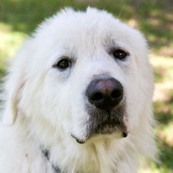Adopt a dog:Bruno/Great Pyrenees/Male/Young,Please fill out our short application - the link is below.

*GPRS Dog Dossier*

Name: Bruno

Age: 3y

Housebroken: Yes

Location: TX (Can be on the next NW transport)

Notes:

All dogs and puppies require VISIBLE fencing

Adoption Fee: $275

Every GPRS dog is fully vetted (current on shots and has been spayed/neutered).

Adoption applications can be found on our website at

https://www.greatpyreneesrescuesociety.org/forms/

.

Northwest adopters pay the cost of transport to independent transport service.

ADOPTION, FOSTERING, AND DONATIONS are just some of the ways you can help a rescued dog. We have worked hard to cultivate a large network of volunteers to save this majestic breed. While monetary donations are always much appreciated, you can also help by donating your time as a GPRS foster or volunteer!
If you are interested in adopting this dog or need further information, please contact GPRS at info@greatpyreneesrescuesociety.org or fill out our SHORT application form on our website.