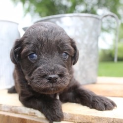 Elvis/Aussiedoodle/Male/4 Weeks,This tough guy is looking for a partner in crime and he sure hopes it's you. He loves to spend his days exploring and trying as many things as possible, so be ready for tons of adventure with Elvis by your side. Whether it be rolling out in the yard or exploring your nearest park, Elvis is ready for it all. Whenever you guys get tired, you can always take a break and settle down for some hard earned cuddles. Elvis is vet checked and up to date on his vaccinations so this healthy boy should be around for a long time to go on as many adventure as possible.