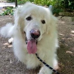 Adopt a dog:Ice/Great Pyrenees/Male/Adult,Please fill out our short application - the link is below.
Hi! My name is Ice and I am a big, beautiful, gentle boy. My human got sick and couldn't keep me so he sent me to GPRS to find me a good home. I like to be brushed and will let you do whatever needs to be done without fussing. I am feeling disoriented and confused right now. Where is my person? I miss them. Please help me find a good home.

*GPRS Dog Dossier*

Name: Ice

Age: 6y5m

Housebroken: Yes

Location: TX (Can be on the next NW transport)

Notes:

All dogs and puppies require VISIBLE fencing

Adoption Fee: $275

Every GPRS dog is fully vetted (current on shots and has been spayed/neutered).

Adoption applications can be found on our website at

https://www.greatpyreneesrescuesociety.org/forms/ .

Northwest adopters pay the cost of transport to independent transport service.

ADOPTION, FOSTERING, AND DONATIONS are just some of the ways you can help a rescued dog. We have worked hard to cultivate a large network of volunteers to save this majestic breed. While monetary donations are always much appreciated, you can also help by donating your time as a GPRS foster or volunteer!If you are interested in adopting this dog or need further information, please contact GPRS at info@greatpyreneesrescuesociety.org or fill out our SHORT application form on our website.