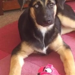 3mouths old girl GSD cross malimut blue eye all jabs/Alaskan Malamute/Female/,Hi I have my last GSD cross malimut girl left born on the 18th off feb has had all jabs got vet book very big grown up with mum she has one blue eye one brown she is guner be very big she is 10 kg and 2 half mouths good with dogs very friendly and happy and she got the blue eye so if she had puppys too thay said tack it on no time wasters plz £1200 or sensible offers plz \n