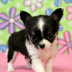 Classy/Chihuahua/Female/7 Weeks,“I hope you have room in your heart for a puppy like me. I give lots of love and I'd sure hope to get lots of it in return! Since the day I was born, I have been getting ready to come home to you and I am already so excited knowing that I'll be with you soon. I have been working on becoming well socialized so that I will be ready for any type of life that you lead. I'm also vet checked so I am healthy too, I promise! I hope to be seeing you soon!”