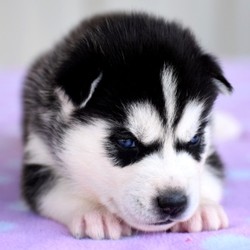 Paris/Siberian Husky/Female/4 Weeks,This is Paris! She is sure to steal your heart with her great personality and good looks. Paris loves everyone she meets and loves to shower you with all of her sweet puppy kisses. Paris will have a nose to tail vet check and arrive up to date on her vaccinations. You can’t go wrong with this cutie. Paris is so anxious to meet her new family. Her bags are packed and ready to go!