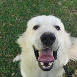 Adopt a dog:Alex/Great Pyrenees/Male/Adult,Please fill out our short application - the link is below.
Alex is an absolute charmer. Just look at him! He has medium energy and really enjoys long walks, making friends, learning new things, and hang time. This cutie is housetrained, good on leash,and loves to play in water. Alex is a little on the smaller side for a Pyr, and has personality to spare. Alex was surrendered by his owner as the family could no longer care for him. He gets along with female dogs and children and previously lived with both, but is an unknown regarding cats. Children over 10 years old are recommended, as small children tend to make him nervous. Alex tends to bark at male dogs, but with slow introduction could become used to them. He would be happy as an only dog and relish in his family's love and attention. Alex is a good, playful boy who is eager to please and a delight to be around. Alex is located in Texas but can be on the next transport to the NW.

*GPRS Dog Dossier*

Name: Alex

Age: 1y6m

Housebroken: Yes

Location:TX (Can be on the next NW transport)

Notes:

All dogs and puppies require VISIBLE fencing

Adoption Fee: $275

Every GPRS dog is fully vetted (current on shots and has been spayed/neutered).

Adoption applications can be found on our website at

https://www.greatpyreneesrescuesociety.org/forms/

.

Northwest adopters pay the cost of transport to independent transport service.

ADOPTION, FOSTERING, AND DONATIONS are just some of the ways you can help a rescued dog. We have worked hard to cultivate a large network of volunteers to save this majestic breed. While monetary donations are always much appreciated, you can also help by donating your time as a GPRS foster or volunteer!
If you are interested in adopting this dog or need further information, please contact GPRS at info@greatpyreneesrescuesociety.org or fill out our SHORT application form on our website.