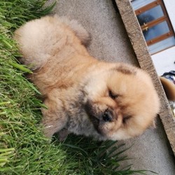 Kc registered chow chow puppies/Chow Chow/Male/Female/6 weeks,Kc registered chow chow puppies looking for their forever homes. We have 3 boys (2 red 1cream) and 1 red girl. Mum is red and dad is cream. They have been brought up in our family house with a toddler so they are used to kids and other pets. They will leave us Microchipped Wormed Fleed and fully KC Registered with all the relevant information. Please feel free to contact me if you have any questions. Thanks