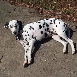 Adopt a dog:Deaf Dalmatian needs companion dog/Dalmatian/Female/2 years old ,UPDATE: INDIE IS CURRENTLY IN THE PROCESS OF AN ADOPTION.
 Thank you to everyone for opening your generous hearts and showing your interest! If her situation changes, I will contact the potential families I feel would suit her best. Thank you again!
 MY GIRL NEEDS A COMPANION DOG AND A FOREVER LOVING HOME - PLEASE HELP!!
 Pictured is my beautiful sweet girl Indie. She is very calm for a 2.5yr old Dalmatian and very very sweet natured. . She is deaf. She has epilepsy. And also shows small signs of seperation anxiety due to her health conditions (crying and sometimes barks when we go to leave the house). And because we rent - she has to be outside only and no other dogs allowed. But she really needs a companion fur baby to be with constantly to keep her calm and stable and to deflect any separation anxiety before it gets worse or out of control. Its with the heaviest of hearts I've decided to re home her for her own benefit only.  She is desexed, fully vaccinated, microchipped and is on permanent medication for her epilepsy. The medication is reasonably priced and is easily administered. Just 1 tablet in the morning and 1 at night. I take her to edgeworth animal medical center as I find they are extremely well informed and knowledgeable in regards to her conditions and very reasonably priced. And their customer service is well above and beyond any I've been to so far.  She is also well trained to read hand signals and easily sits, shakes then shakes with the other paw, lays down and rolls over. She is learning to walk politely with a halti as well. She is intelligent and responds brilliantly to any food reward training. Making any new tricks a breeze.
 I am enquiring if anyone knows of someone who has a massive heart to take in my gorgeous girl and give her the life she needs and deserves? She of course will come with all medications, food, her kennel if wanted/needed and all accessories.
 Feel free to share this post so we can find her the most loving forever home. And I am more than happy to answer any questions for potential homes via PM. Thank you for your help! Jess and Indie xx