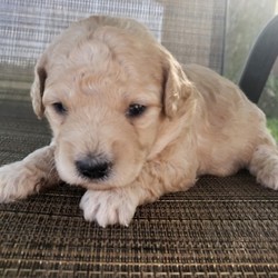 Ike/Goldendoodle/Male/,Meet Ike! This gorgeous boy is ready to make you his new best friend. Ike is full of energy and spunk, and can’t wait to come home to you for belly rubs. He’s always ready to play and hopes you are too! He will be up to date on his vaccinations and pre-spoiled before coming to his new home. Make Ike part of your family today; you’ll be glad you did!