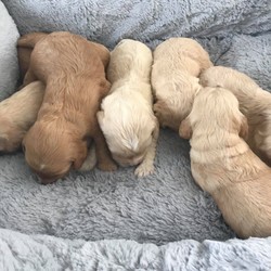 7 F1 Pra Clear Cockapoo Puppie (all Reserved)/Cockapoo//3 weeks, 4 days old ,Welcome to my ad, I have 7 cockapoo puppies all looking for new homes. Our golden KC REG cocker spaniel family pet gave birth to this wonderful litter. We are so proud of her. She has done absolutely brilliant. She is PRA clear and has no health problems. The stud to puppies is a handsome chap. He is a red miniature poodle. Who is also PRA CLEAR and has no health problems. Puppies are in my family home with kids and other pets. We are a very noisy household and puppies will be around us all the time. I will get a starter pack to help them settle into there new homes and also some food. We will start feeding them at 4 weeks and they will be fully weaned of moms milk before they leave us at 8 weeks. Puppies date of birth 4th of June and will be ready to leave 30th of July. We only want serious long life term owners for our puppies. Family loving homes only please. All puppies will have had there 1st injection, fully vet check, wormed and fled and will be microchipped. First viewing will be at 6 weeks due to current circumstances and puppies being a bit to small. 8 weeks they will be allowed to leave us. So In the mean time we will be taking deposits to secure a Puppy of your choice how ever on the first viewing if your unhappy I will refund your deposit. Will be giving weekly updates and pictures so new owners can have the enjoyment of watching them grow as well as we do.We have
-(1 Red boy reserved). (1 Red boy reserved)
- (1 apricot boy reserved)
- 1 champagne boy(reserved)
-3 apricot girls (2 girls reserved) (1 apricot girl reserved)
Colours may very as they get older. Any more questions don’t hesitate to contact me at any time