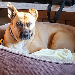 Adopt a dog:Cassie/Mixed Breed/Female/Senior,CASSIE is 9 years old and weighs 45 pounds.

Hi there,
Honestly, if I were a human being (but no thanks to that right now), I would be seeing a therapist at least twice a week. And lest you think, 