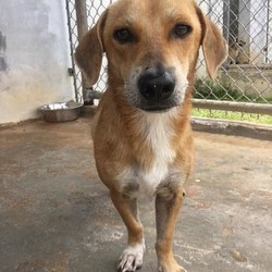 Diggity/Dachshund/Male/Adult Adopt a dog:Diggity/Dachshund/Male/Adult,