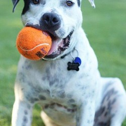 Adopt a dog:Bo/Dalmatian/Male/Adult,Are you looking for a handsome companion? Meet Bo! He is an adorable 7 year old 74 pound, dalmation/pitbull/pointer mix great with other dogs, smaller and his own size and will only chase a cat if its running (he thinks it wants to play!) He l oves to chase balls at the beach, the park, the yard...anywhere you want to throw it!  He knows verbal and hand commands for sit, wait, down, back, off, in, and outside. He is also c rate trained and will go in when asked. He absolutely l oves KONG toys and is such a playful boy. Bo loves to travel and does well in the car! He likes  camping, the beach, and camping at the beach! Due to his large size, he  n eeds a strong pack leader who will follow through with his training and provide him with a stable and loving environment. Also due to his size, he would do best in a home with older, respectful children.   

        If you are interested in adopting, please go to our website and complete the adoption application: http://www.icaredogrescue.org/ready-to-adopt/     

  

    Adoption application/home check/contract and adoption fee required.       Adoption fee includes : Spay/neuter * shots up to date * rabies shots * micro-chip * fecal and vet check