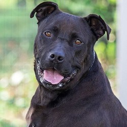 Adopt a dog:Juice/Zeus/Pit Bull Terrier/Male/Adult,During the state mandated shelter-in-place order BACS has transitioned to virtual, socially-distanced adoptions.
If you have an interest in a particular BACS animal, please email KSwanson@cityofberkeley.info. The first step will be to set up a virtual meeting with their current foster family via phone, zoom, or facetime, to provide you with more detailed information about the animal. Following that, if you feel like it could be a good adoption fit, shelter staff will help coordinate a socially-distanced meeting in person so that you can meet your potential family member up-close and personal. Thank you for your patience during this time. We really appreciate your support!  

Juice/Zeus is an affectionate and loyal pup that has quickly won the hearts of his foster family. He loves to be by his companion's side whether it is to play or lounge. He loves hiking, squeaky toys, and playing fetch. Juice/Zeus bonds quickly with his primary person, but has lots of love to give to all members of the family. He is a great listener and knows how to sit and lie down on command.