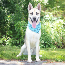 Adopt a dog:Rocky/Shepherd/Male/Adult,My name is Rocky.  I was found as a stray and brought to the shelter.  I am a very friendly and energetic boy!  I love people and will give kisses!  I like getting outside to explore and go for walks.  I would do best in an active home, and a home where there is room to run around and play!  I came to the MCSPCA on 7/2/20.  Want to stop by and go for a walk with me?