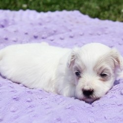 Oscar/Coton de Tulear/Male/,“Hello! My name is Oscar, and I’m super excited to meet you! I can’t wait to join your family and go on adventures with you. I love to play. I also like to snuggle up next to you for a quiet nap, especially on those rainy days. I come up to date on vaccinations and vet checked, so I will be healthy, happy, and ready to come to my FUR-ever home! So go ahead and pick me for a lifetime of puppy kisses and love. Don’t wait!”