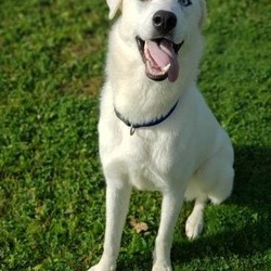 Adopt a dog:Yeti/Husky/Male/Young,Yeti is the most handsome, 70 pound Akbash/Husky mix boy. He is coming up on 2 years old come Fall 2020. 
Yeti is good with some female dogs one on one, but he does need a home with no male dogs, cats or young kids. Yeti needs a quiet home with an understanding new owner who is willing to gain his trust and understand him and his needs. Yeti takes a bit to warm up to new people, but once he does, he is the sweetest, most loving dog. He needs a home with a quiet atmosphere to help him be comfortable. He would be more comfortable with a fenced in yard where he can get comfortable, or a calmer home area where there isn't a lot of new situations for him to deal with on walks right away.