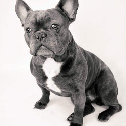 Male/Female French Bulldog is available for adoption