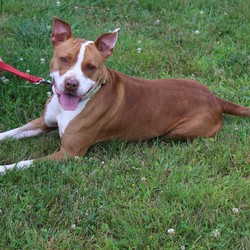 Adopt a dog:Duchess/Pit Bull Terrier/Female/Adult,Duchess is 2 1/2 years old. She knows basic commands (sit, stay lay down). She likes her toys and to play with her ball. She is a friendly, cuddly lap dog.