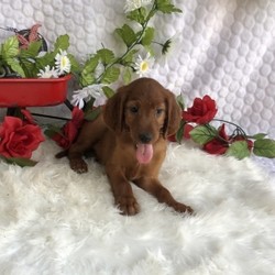 Molly/Irish Setter/Female/,“Hello! My name is Molly, and I’m super excited to meet you! I can’t wait to join your family and go on adventures with you. I love to play. I also like to snuggle up next to you for a quiet nap, especially on those rainy days. I come up to date on vaccinations and vet checked, so I will be healthy, happy, and ready to come to my FUR-ever home! So go ahead and pick me for a lifetime of puppy kisses and love. Don’t wait!”