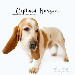 Adopt a dog:Captain Morgan/Basset Hound/Male/Senior,Captain Morgan has some abuse in his past.  He startle snaps at the collar line.
He needs a home well versed at special needs.
Please visit our website at www.Daphneyland.com and fill out an adoption application.