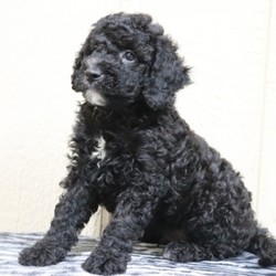 Flame/Bernedoodle/Male/,“I bet that you’ve never seen a puppy like me! I’m just that cute! My name is Flame and playing is my game. I can’t wait to meet my new family. We are going to have so much fun together. We’re going to go for nice walks, play lots of games, and when we’re done we’ll curl up next to each other. Do you think you could be the family for me? I hope so! Oh, and did I mention that I give world-famous puppy kisses? Don’t miss out on them!”